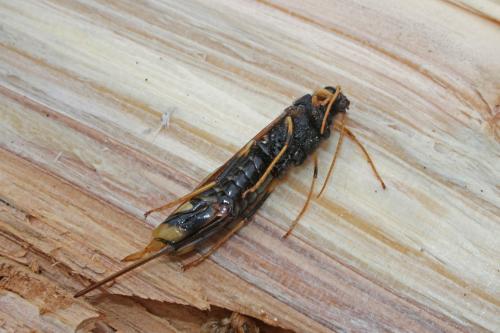 Réf. 259 536 : Urocerus augur